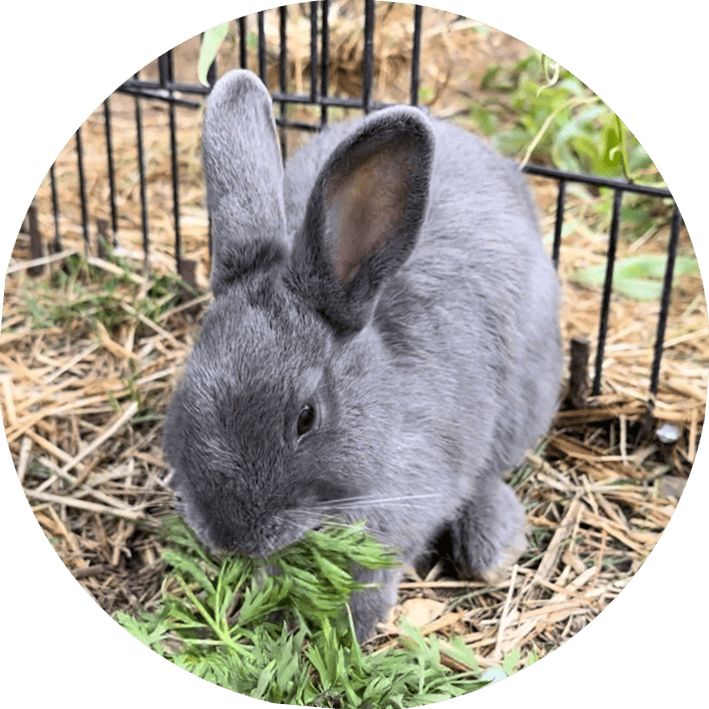 Kaninchen2